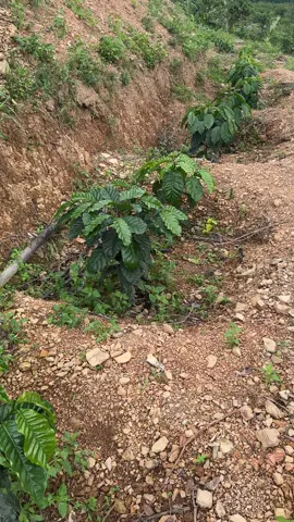 5 tháng từng này ổn không các bác 