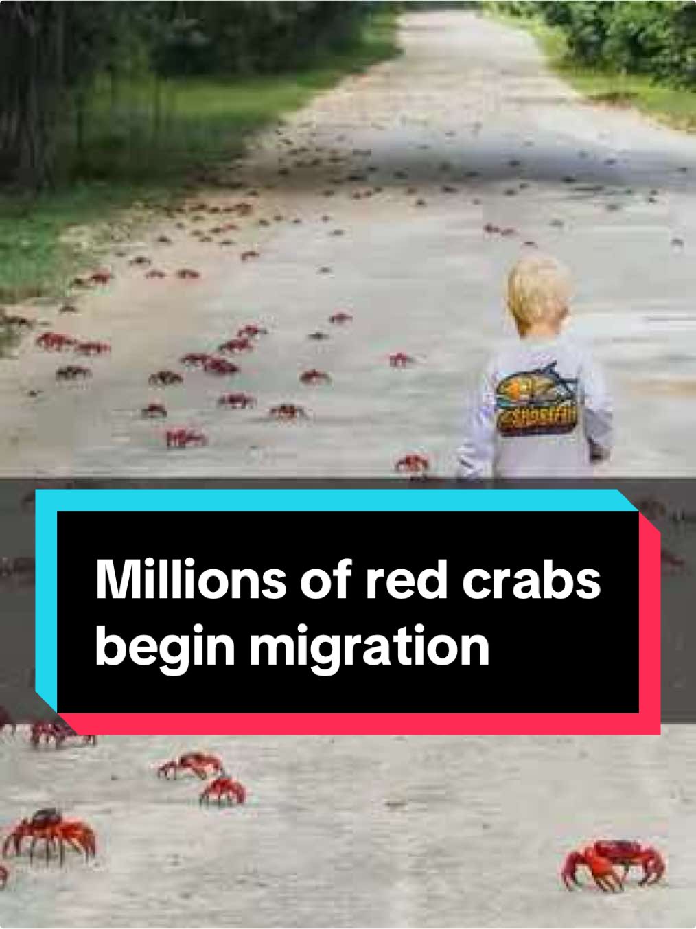 Tens of millions of red crabs are taking over Australia's Christmas Island as they begin their annual migration to the sea. Locals have cleared paths and built special bridges to help the crustaceans reach the shore to mate and spawn. #Crabs #Australia #C4News