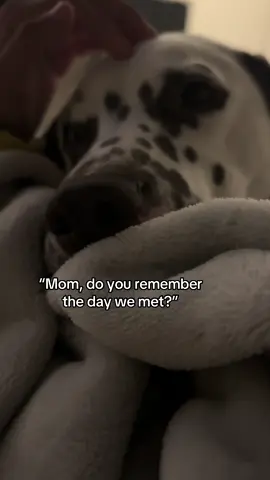 I remember everything💕#lifewithmiloandaura #dogmom #doglover #petowner #dogowner 