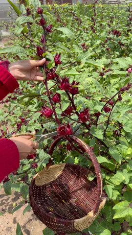 Bụt giấm nấu món gì ngon bà con ơi 