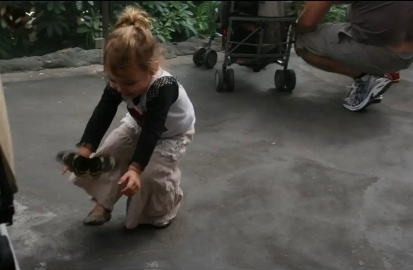 Chasing butterflies AWW 🦋 