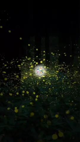 #夜，萤火虫和你 #pianomusic #mandarinsong #indonesia 