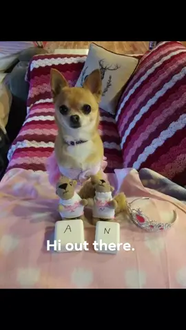 Good morning.  Happy Friday. 34° this morning at our home. Chilly. We wanted to share some memory pictures with you of past happy times. Hope you enjoy them. Have a fantabulous day our friends. Midday story today & Live Evening Show.  (P.S. I have a wedding to go to in Bar Harbor, Maine tomorrow. It's atleast a 3 hour drive one way. The oldest Grandson is getting married. Supposed to be a big beautiful wedding. I will have to take the day off tomorrow. I will have time to say good morning tomorrow and remind you. We will miss visiting with you tomorrow. But, will be right back at it on Sunday.) Thank you for being our friend and a member of our online family. We appreciate and are thankful for you. Take care of you, mind & body. See you later today. Bye for now.  Love, hugs, & kisses from your Maine family.😁🤗🫶💛 ✍️Darcie Mae  👑🐶🐾Princess Foxy Lady of Peablyville, Maine  🐿🐿Annie and Natalie