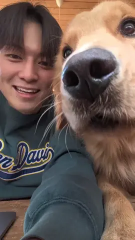 僕の仕事が進まない理由5選 #大型犬 #ゴールデンレトリバー #goldenretriever 