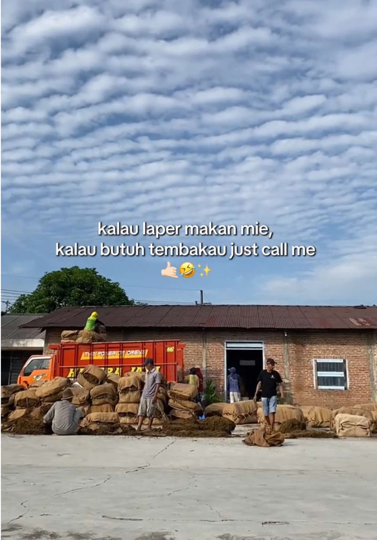 Ready tembakau pakpie 2024 200ton gula dan Non gula, silahkan dipantau dan dinego ditempat  #tembakau #tembakaurajang #tembakaujawa #tembakaupakpi #petanitembakau 