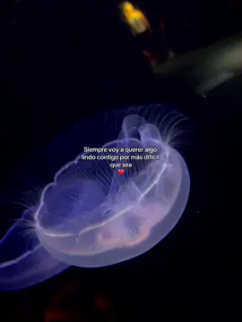 #paradedicar🙈❤️ #paratii❤️🥺 #frasessad🥀 