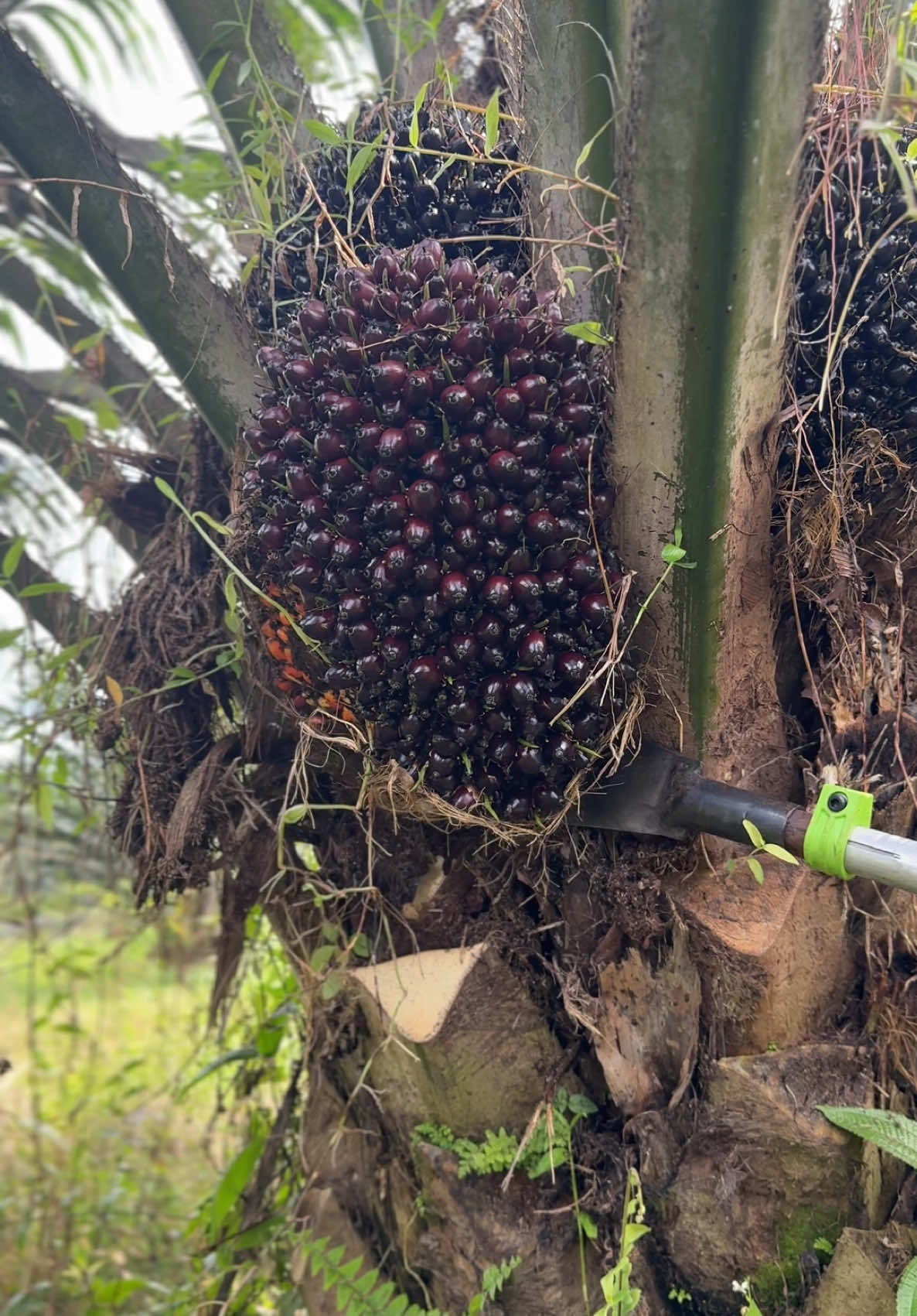 Potong buah lagi genk kali ini ada empat tandan satu pokok kita menggunakan pahat sblm222a new #fyp #kerjahari #potongbuah #sabitbuah #pahatsawit #sawitmalaysia 