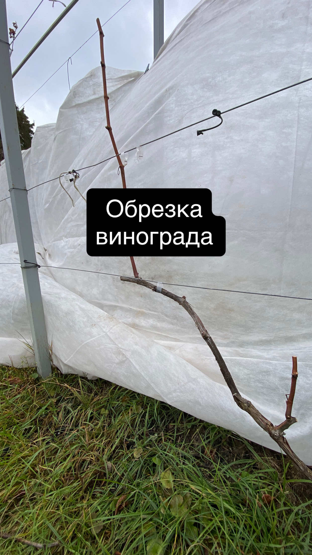 Безштамбовая формировка и обрезка винограда в Беларуси. #виноград #черенки #органическоеземледелие 