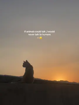 Never talk humans🫠 #foryoupage #foryou #lovecat #viral #animals 