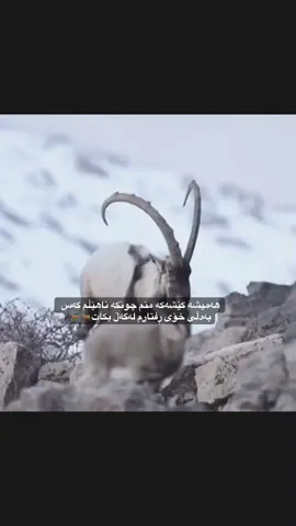 دار ئەبڕمە دەمتان ههـ🦌🦌 #foryou #غزال #غزال_التيك_توك #hawler_slemani_dhok_karkuk_hallabja #گەرمیان 