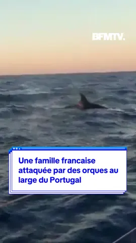 Une famille de Français prête à effectuer un tour de l'Atlantique a croisé le chemin de plusieurs orques au large du Portugal. Les animaux ont percuté et endommagé leur embarcation jusqu'à la faire couler. Les quatre Français ont été sauvés du naufrage après plusieurs heures. #orques #danger #bateau #sinformersurtiktok 