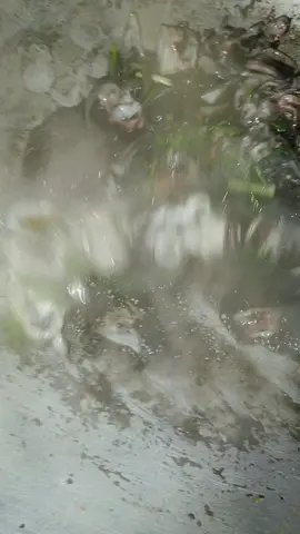 #cambodia #follower 🤣🤣🤣🤣