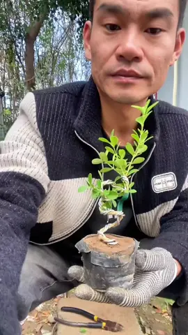 OK đấy #caycanh #hadungbonsai #taodang #nhomtrang #nhomuoncay 