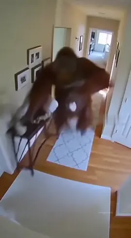 My bad 🦧 #orangutan #bigfoot #yeti #fyp #Vlog 