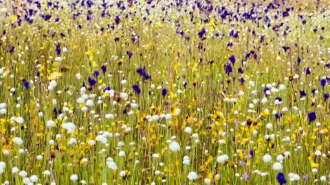 ทุ่งดอกไม้งามนามพระราชทานสายรุ้ง วนอุทยานน้ำตกผาหลวง #ทุ่งดอกไม้งามนามพระราชทาน  #วนอุทยานน้ําตกผาหลวง  #สำนึกรักบ้านเกิด 