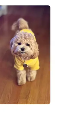 Sweaters days have arrived #maltipoo #maltipoosoftiktok #maltipoolove #fyp 