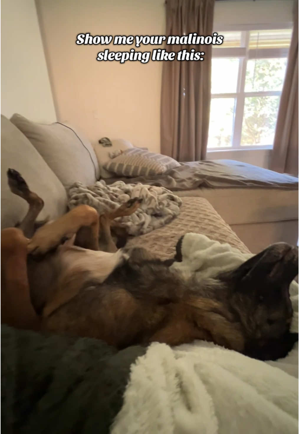 Let me see in the comments!! #belgiummalinois #malinois #maligator #dogs #fyp 