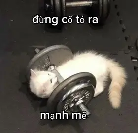 em song cho minh em ma? #catsoftiktok #foryou #fyp #cats #fypage 