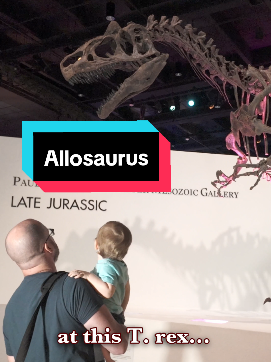 It's NOT a T.rex! It's an Allosaurus 😁 #dinosaur #museum #Allosaurus #skit