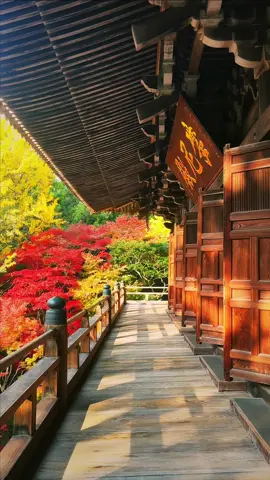 Shoshazan Engyoji Temple(Hyogo)/書写山圓教寺  I recommend going here as well as Himeji Castle when you come to Himeji🥰👍 Please Share🥰😊🙏 Please follow 👉@japan_walker_  #japan #japantravel  #japantrip #姫路#ひめさし圓教寺#しょさし                