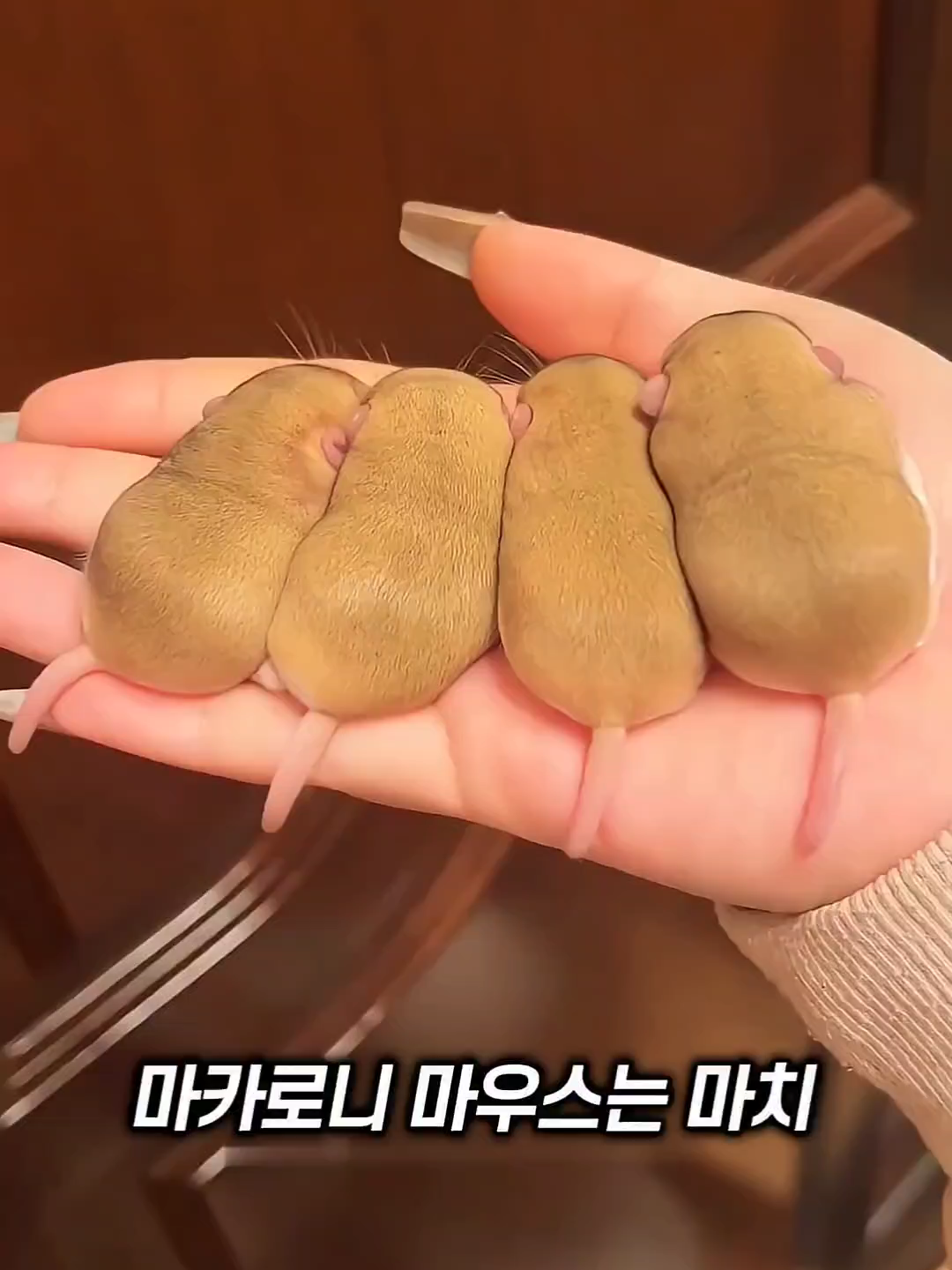 애완동물로 완벽한 햄스터 #추천 #쇼츠 #웃긴영상 #동물영상 #귀여운동물