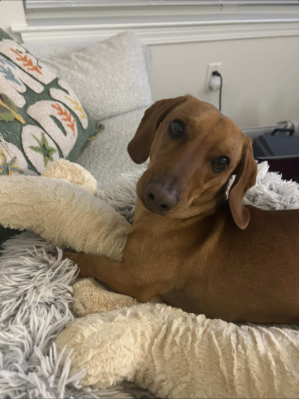 he can’t say I didn’t warn him  #neuter #dachshund #dogsoftiktok #funny #group7 