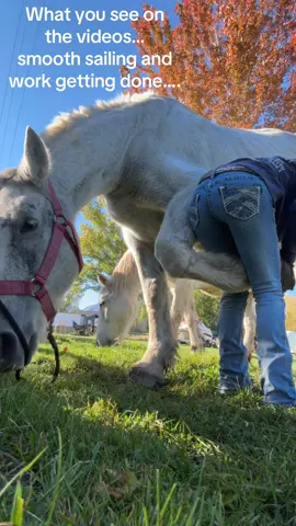 Haha big ol guy does NOT assist in the lifting of his GIANT feet. #farrier #horse #drafthorse 