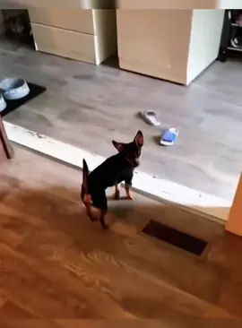 Unlucky dog #funnyvideos #dogs #foryou #dogsoftiktok #funnydog #doglover 