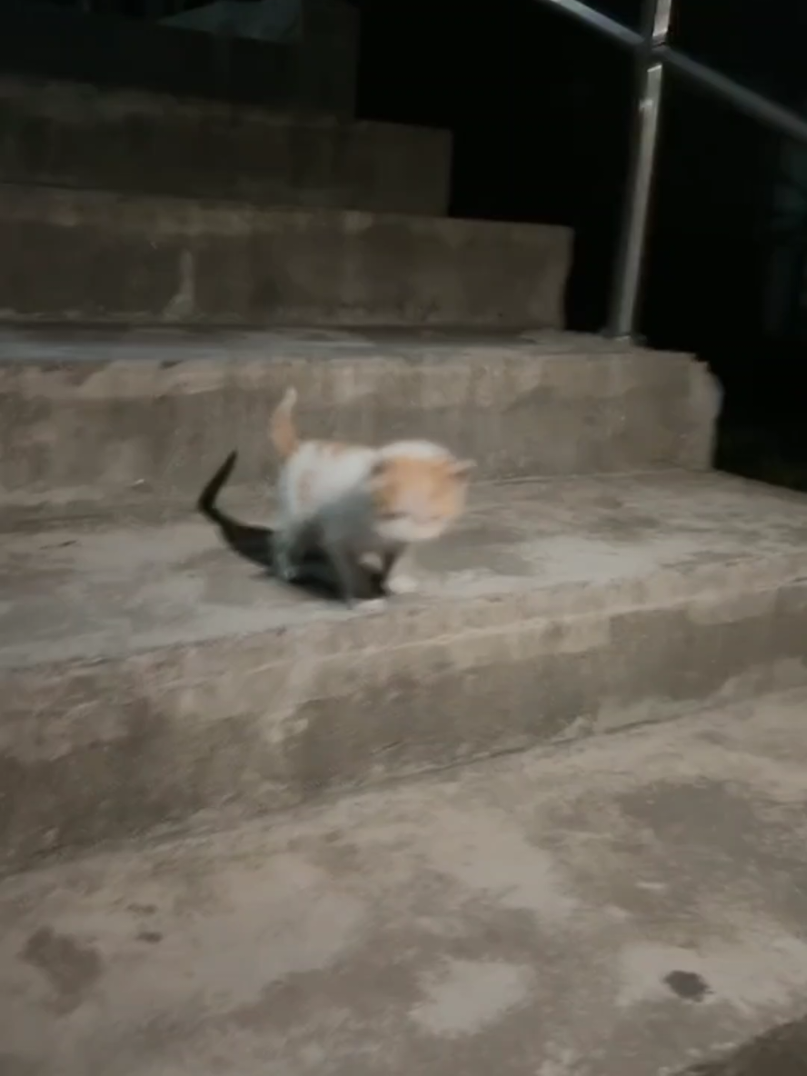 We found stary kittens & feed them.#cat #catdistributionsystem #kittenrescue #kittens #catoftiktok 