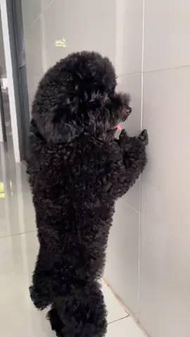 Cái mặt đẹp gái dị mà ẻ bậy bị bà dà phạt nè cô chú ơi 🙂#chópoodle #thucung #viralvideo #xuhuongtiktok 