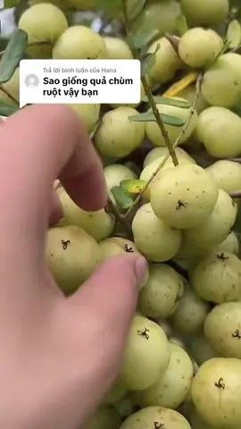 Trả lời @Hana  Quả này vị chua chua ngọt ngọt ăn ngon lắm ạ#mackham #muataitiktok #mackhamngot #merungtaybac #merung 