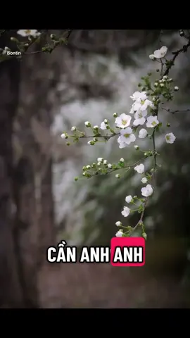 Chúng ta đã từng là tất cả của nhau, từng là tin nhắn đầu tiên buổi sáng, là cuộc gọi cuối cùng trước khi chìm vào giấc ngủ. Những ngày tháng đó, anh là thói quen của em, em là cả thế giới nhỏ bé của anh. Chúng ta từng hứa hẹn, từng vẽ ra viễn cảnh tương lai có nhau, từng nghĩ chẳng có gì có thể chia cắt được tình yêu này. Thế nhưng tình yêu, dù đẹp đến mấy, cũng không chống lại được hiện thực. Có lẽ chúng ta đã gặp nhau vào một thời điểm chưa đúng. Hoặc có thể, chúng ta yêu chưa đủ trưởng thành để gìn giữ nhau những lần giận hờn, những hiểu lầm không tên, và khoảng cách vô hình cứ ngày một lớn dần. Chúng ta dần thay đổi, dần xa lạ ngay trong chính mối quan hệ từng rất thân quen, những cuộc trò chuyện thưa dần, những lần im lặng nhiều hơn là quan tâm, rồi một ngày không ai nói lời chia tay, nhưng cả hai đều hiểu, đã đến lúc phải dừng lại. Có những cuộc tình kết thúc không phải vì hết yêu, mà vì không đủ sức để ở lại. Không oán trách, không hối hận, chỉ còn những hoài niệm nhắc rằng đã từng có một người khiến trái tim mình rung động đến thế. Và rồi, sau tất cả những yêu thương từng cháy bỏng, sau bao lần vun vén và cả những lần lặng lẽ rơi nước mắt vì nhau, cuối cùng, mình trả nhau về vị trí ban đầu vốn em là em, anh là anh, hai kẻ xa lạ từng đi qua cuộc đời của nhau dưới tư cách là một mối tình dang dở.#tâmtrạng #tâm_trạng_buồn #tiktok #camxuc #cố_gắng 