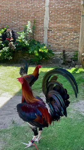 Izin soundya bang✌️.                                       #fyp #ayamphilipin🇵🇭 #salamkakikiri #kakigetar #jetsweater 