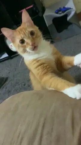 The expression on this cat's face is so rich🤣🤣#funnycats #funnyanimals #petvideos #cat #catsoftiktok #fyp #usa #longervideos
