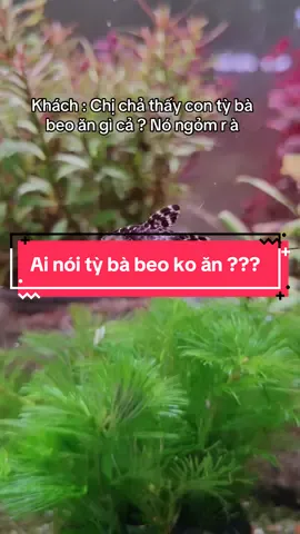 Cá cũng cần có lúc nghỉ chứ khách ơi 🥲#xuhướng #senaquatic #fyp 