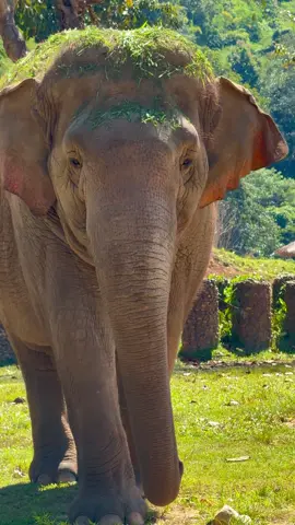 Faa Mai and her wonderfully unique wig  crafted from blended grasses, which happen to be our grandma elephant’s favorite snack. 🌿 Faa Mai just joined her for a little treat and came back sporting this stylish, natural look!  Do you think it will start a trend? 😆 ฟ้าใหม่กับทรงผมสุดเก๋  รังสรรค์จากหญ้าปั่น หลังจากไปร่วมวงทานของว่างกับคุณยายช้างมา  กลับมาพร้อมลุคใหม่จากซาลอนธรรมชาติเลยค่ะ ❤️ #ElephantNaturePark #Elephant #ViralVideo #AnimalLove #Animallover 
