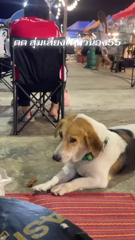 #หมาน่ารัก #ถนนคนเดิน #ถนนคนเดินอุบลราชธานี #อุบลราชธานี 