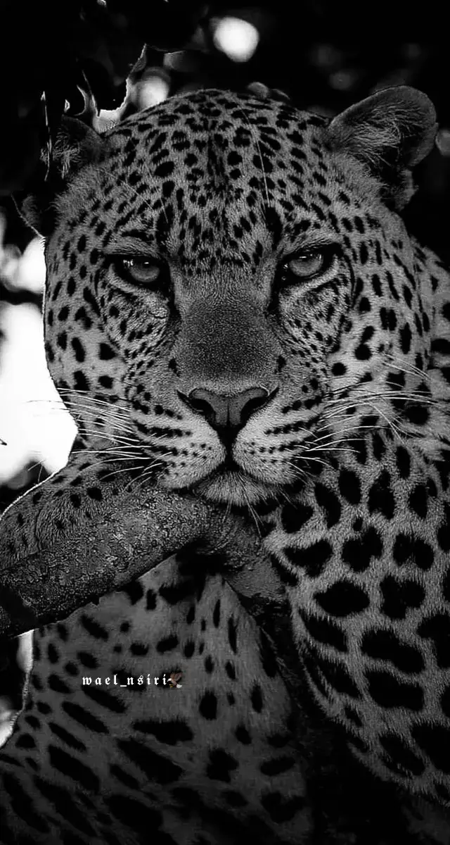 #عبارات_فخمه #عبارات_نرجسية #wael_nsiri #power_wael_nsiri #power 