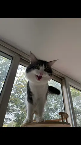 最小的小毛孩-豆包长大了😄#cat #cats #猫 #猫可愛い #メロ秋投稿キャンペーン 