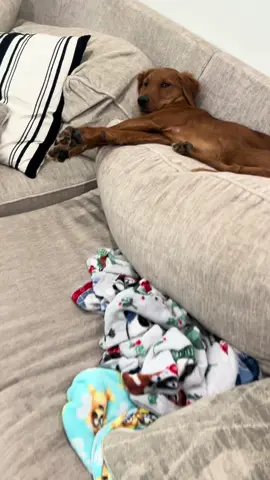 This dude here 🤣#puppiesoftiktok #goldensoftiktok #goldenretriever #puppylife 