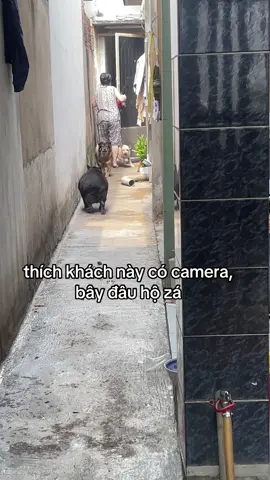 Bảo zệ đại ka:)))))