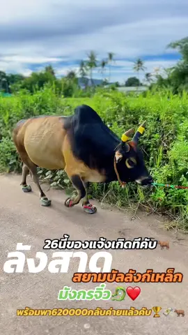 26นี้นานาชาติบันเทิงแน่นอน#ลังสาดสยามบัลลังเหล็ก_มังกรจิ๋ว🐉 #ค่ายโคสหมิตรการโยธา 