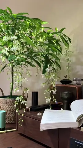 Ngọc dạ Minh Châu đẹp như truyền thuyết! 