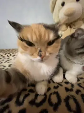 тгк: Хлоя и Фрейя | приобрести сигну можно там - закреп пост 🐈