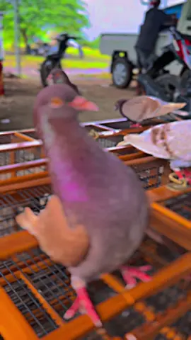 #merpatikolongbebas #merpatikolongindonesia #merpatiku @AJG TEAM 