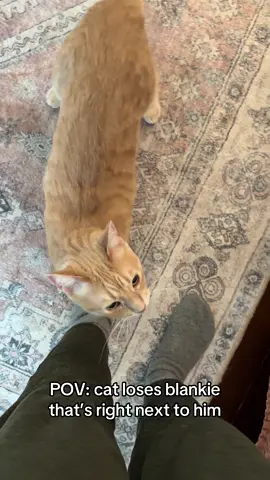 He’d be the type of human who loses his sunglasses that are on top of his head . . #cat #catsoftiktok #orangecat #catlover #catlife 