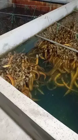 mấy cục vàng đã ăn no tắm mát#tiepthilienket #nuoiluonkhongbun 