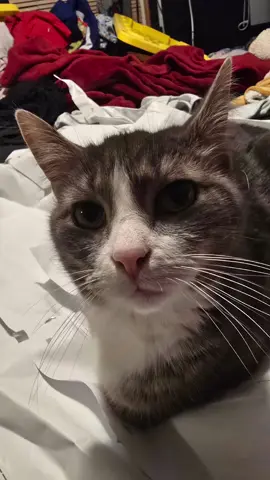 @themamahedgehog part 1 update of sewing 6 Halloween costumes in 1 day. with all 4 kids home from school 😅 