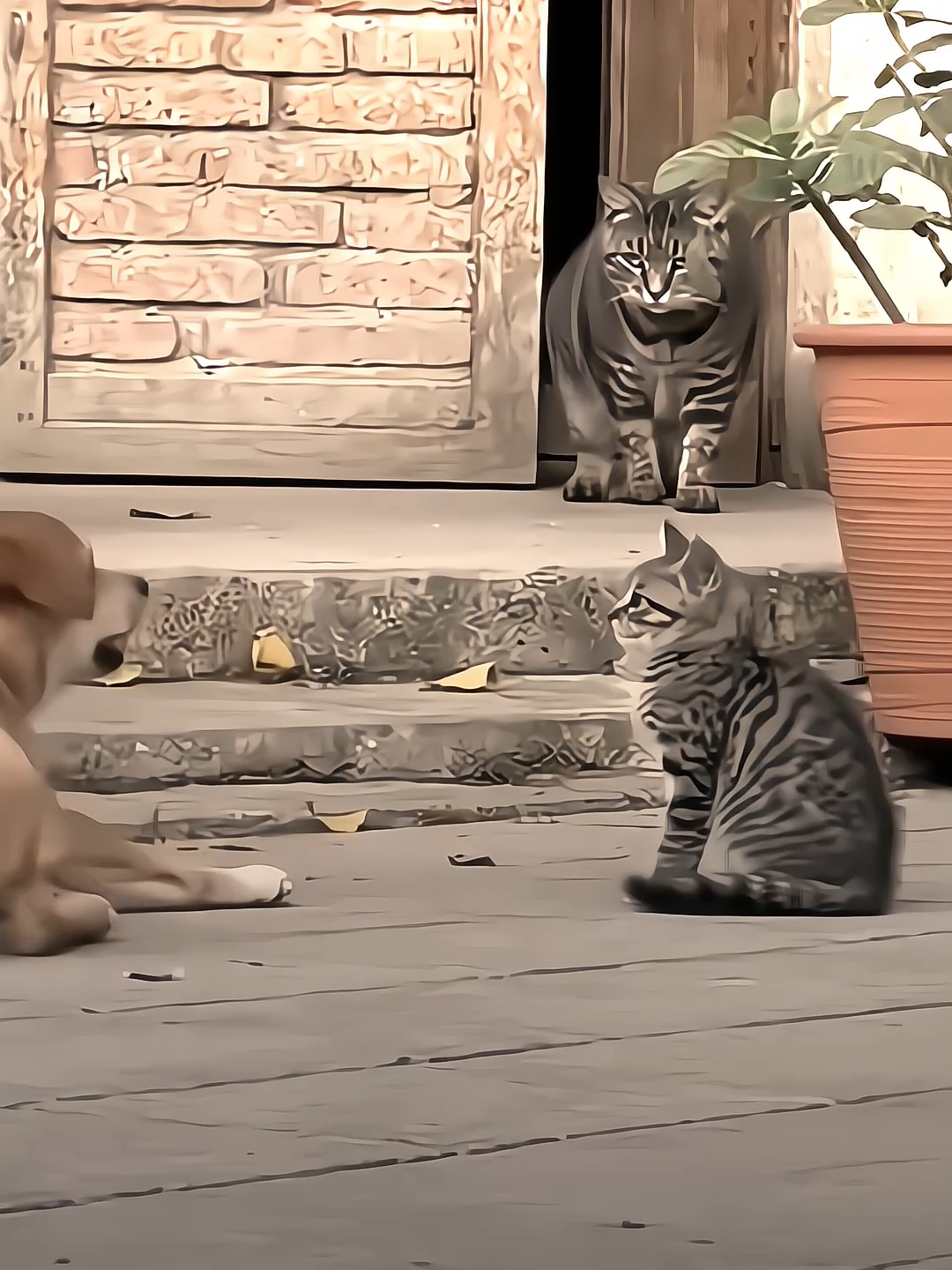 Hanya dengan sebuah tatapan membuat anjing ketakutan 😬🔥 #fyp #foryou #kucing #cat #catvsdog 