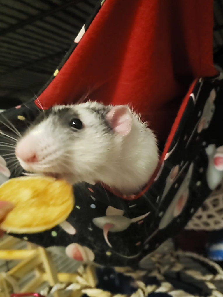 English pancakes for my spoiled beans 🐾 #ratsoftiktok #ratsarepetstoo #breakfast #funnypets #cute